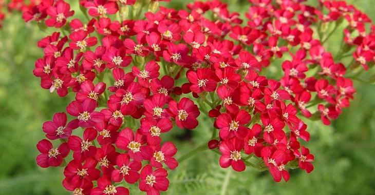 Achillea millefolium 'Petra'